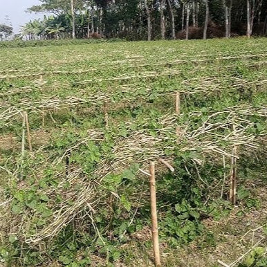Macha-r Potol (Organic Pointed gourd)