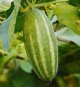 Macha-r Potol (Organic Pointed gourd)