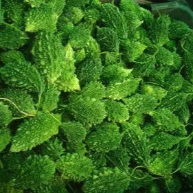 Ucche / Bitter Gourd